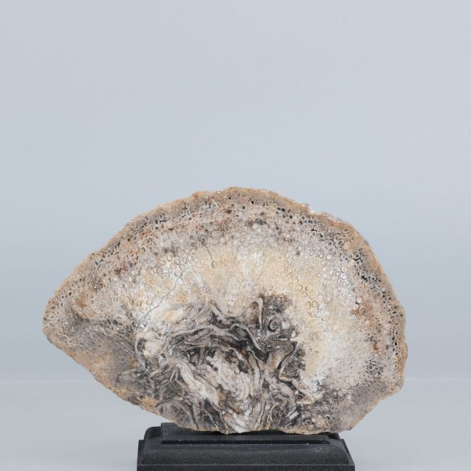 Baumfarn Psaronius Chemnitz Kunsthandlung Kühne