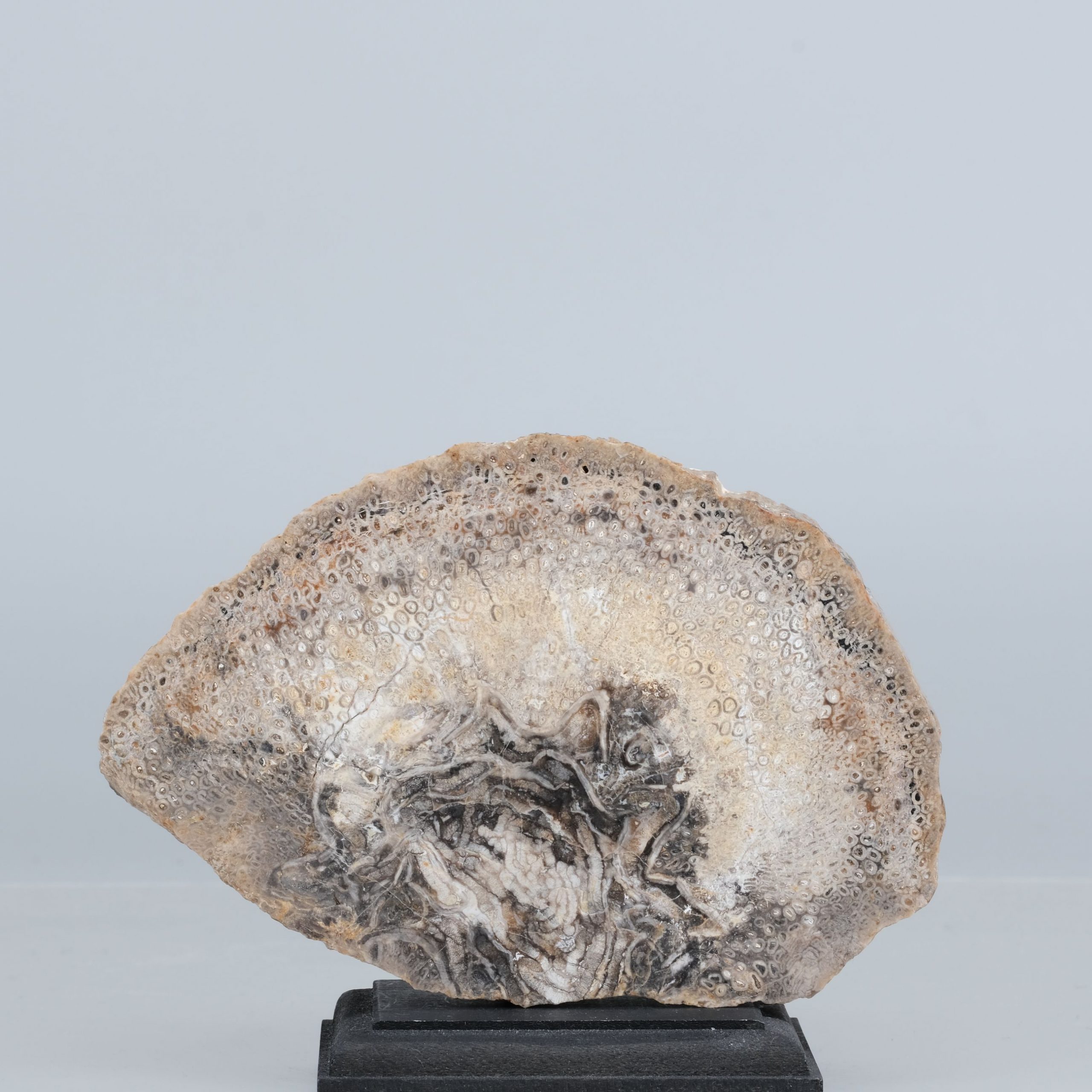 Baumfarn Psaronius Chemnitz Kunsthandlung Kühne