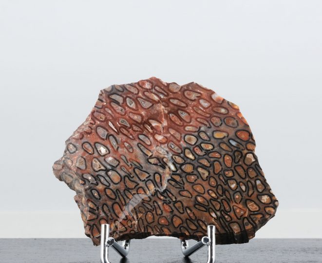 Starstein Psaronius Chemnitz Kunsthandlung Kühne