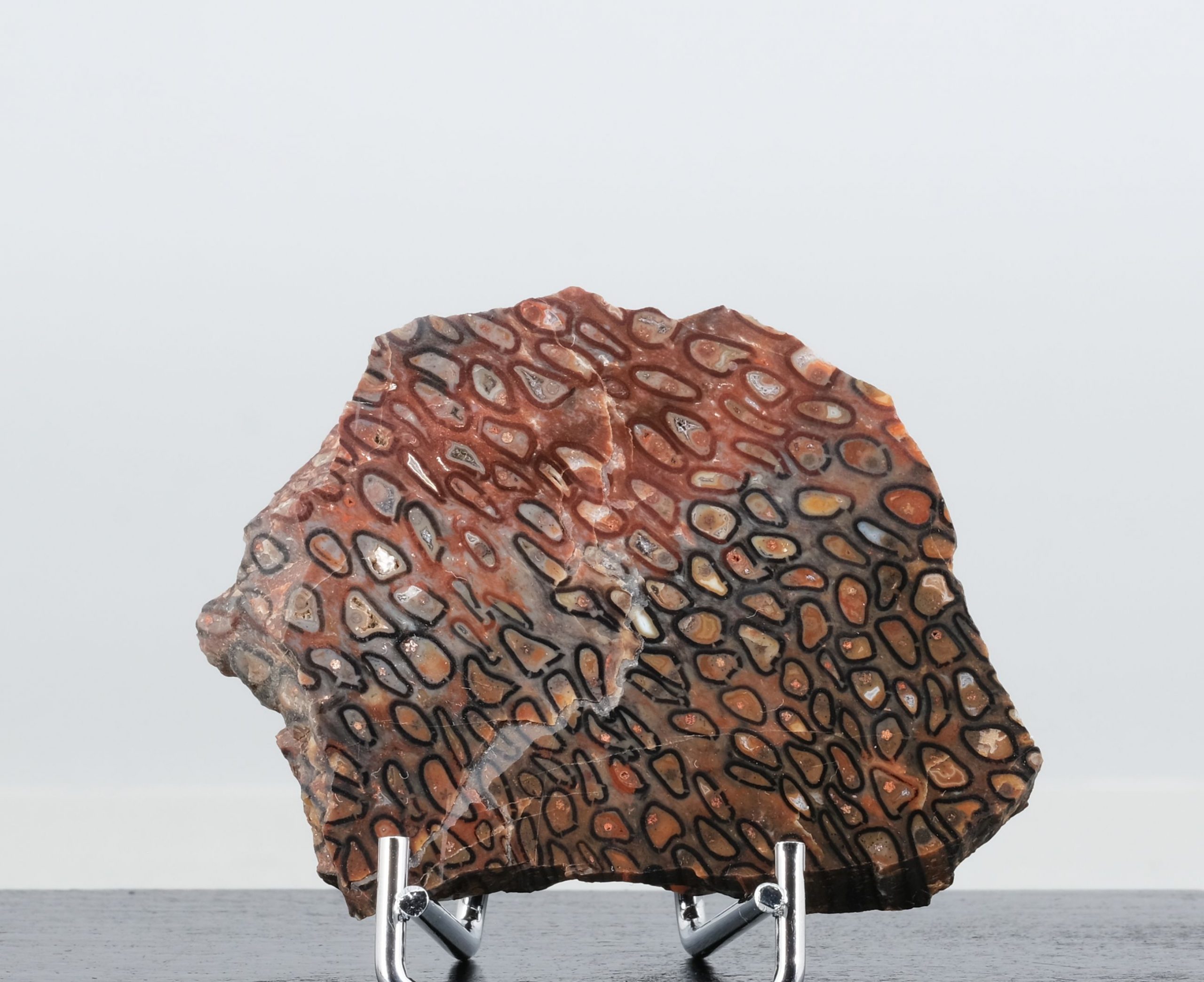 Starstein Psaronius Chemnitz Kunsthandlung Kühne