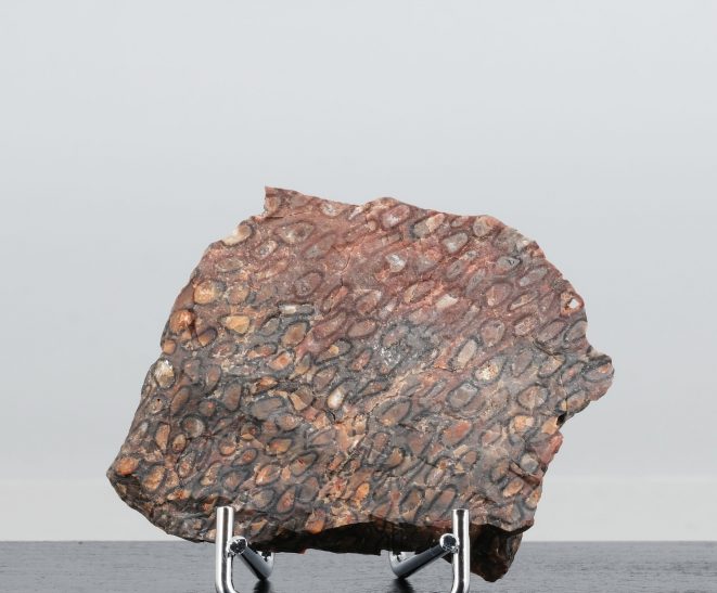 Starstein Psaronius Chemnitz Kunsthandlung Kühne