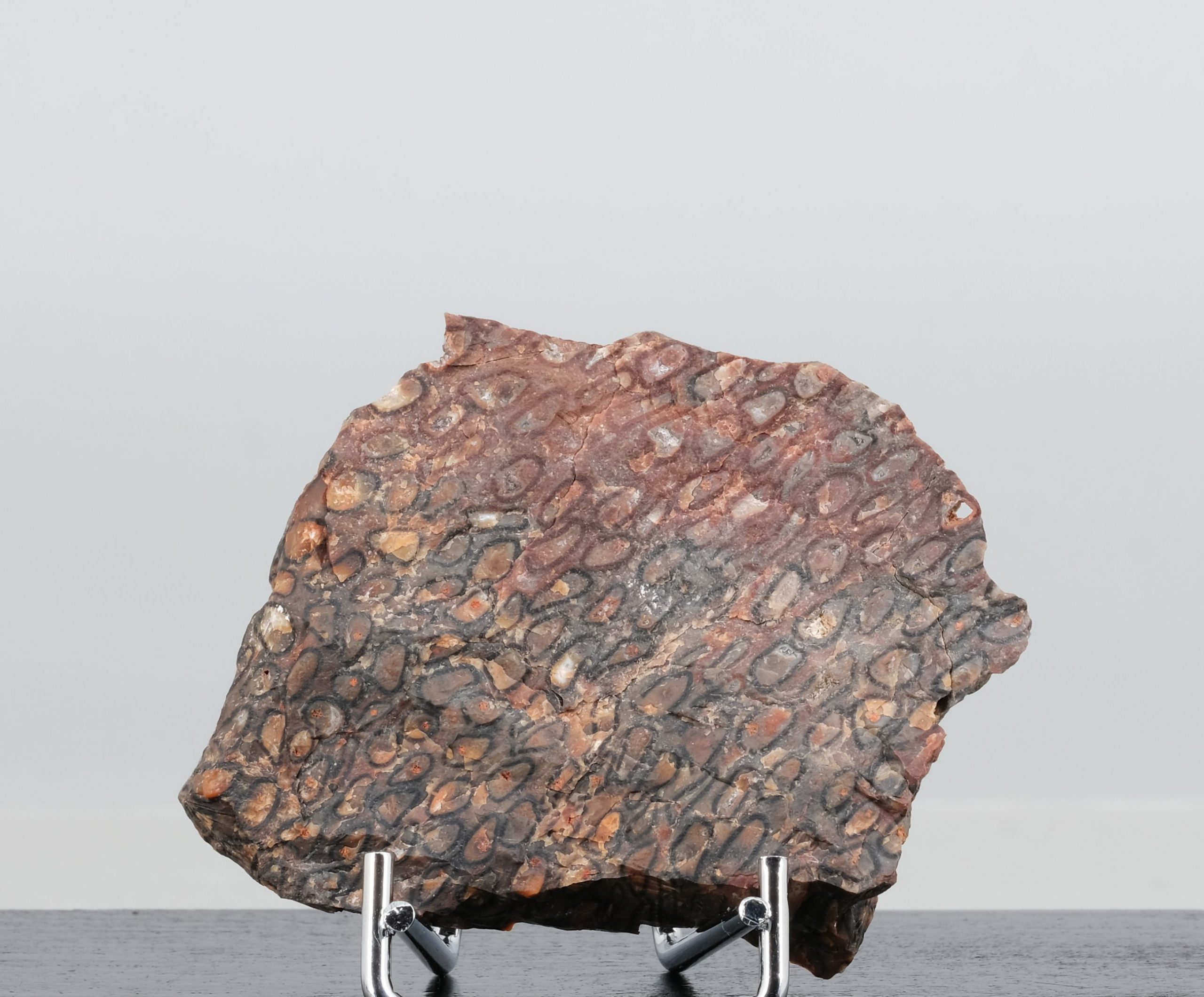 Starstein Psaronius Chemnitz Kunsthandlung Kühne